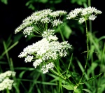 Cow Parsley - photo by JoY74 at flickr.com