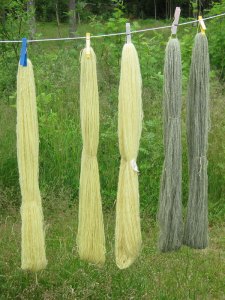 Wool dyed with elderberry leaves.